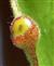  Marginal gland of bract